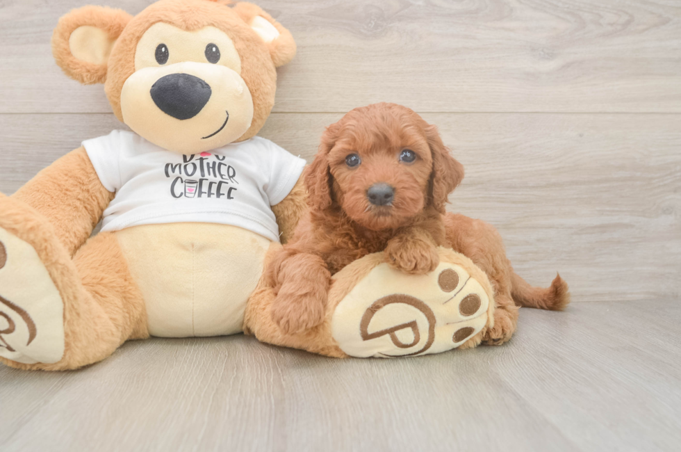 5 week old Mini Goldendoodle Puppy For Sale - Simply Southern Pups