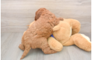 Funny Mini Goldendoodle Poodle Mix Pup