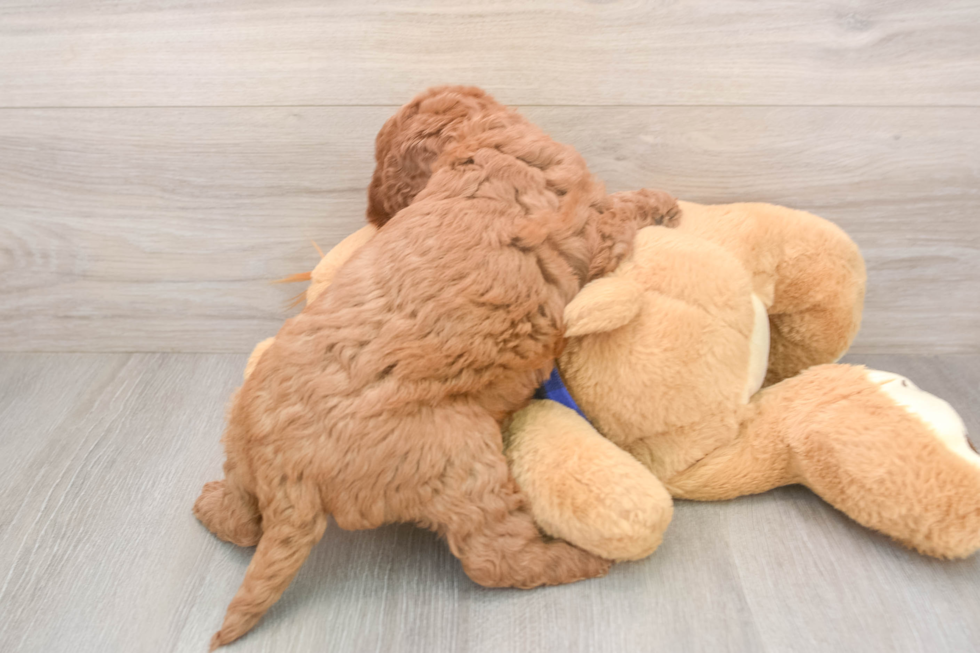 Funny Mini Goldendoodle Poodle Mix Pup