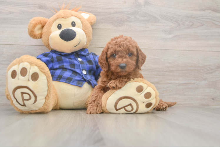 Mini Goldendoodle Pup Being Cute