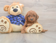 6 week old Mini Goldendoodle Puppy For Sale - Simply Southern Pups