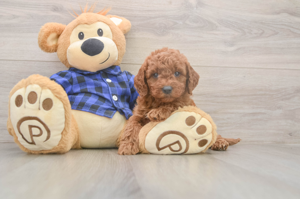 6 week old Mini Goldendoodle Puppy For Sale - Simply Southern Pups