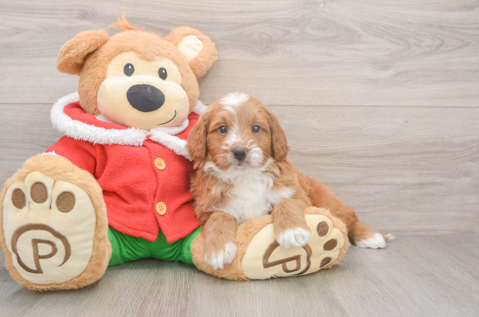 5 week old Mini Goldendoodle Puppy For Sale - Simply Southern Pups