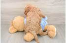 Best Mini Goldendoodle Baby