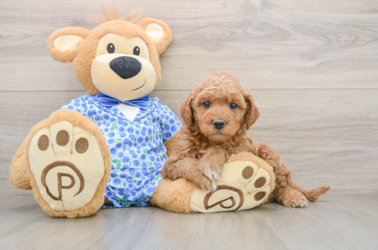 Mini Goldendoodle Pup Being Cute