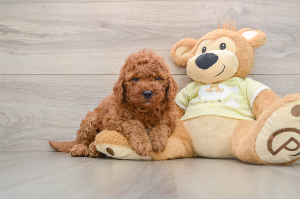 Mini Goldendoodle Pup Being Cute