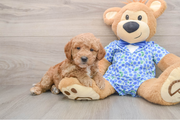 Best Mini Goldendoodle Baby