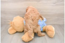 Cute Mini Goldendoodle Baby