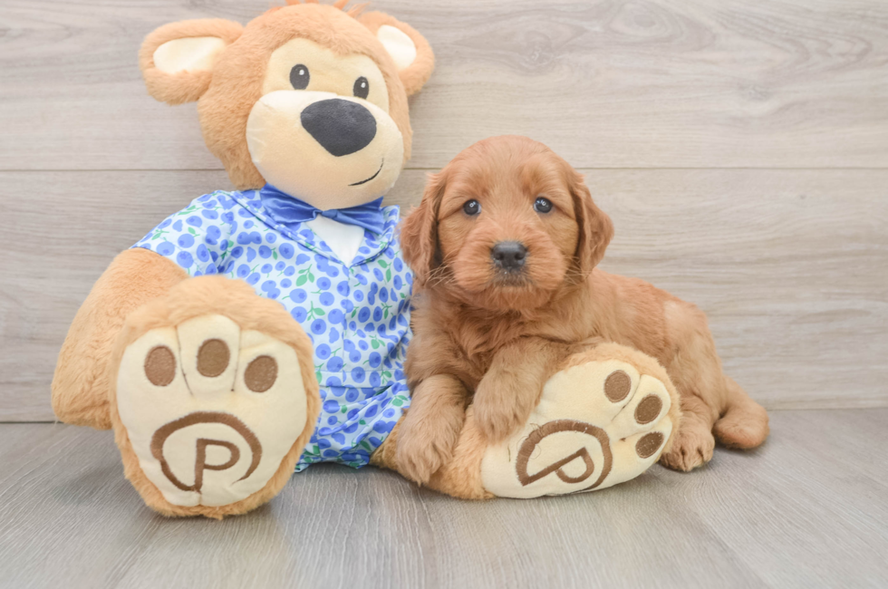 6 week old Mini Goldendoodle Puppy For Sale - Simply Southern Pups