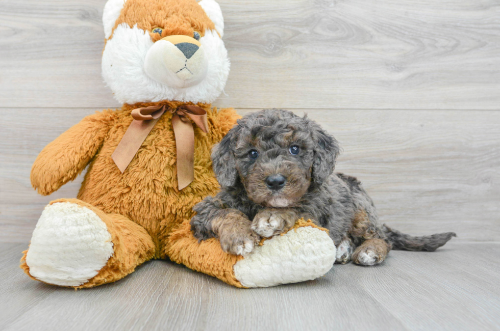 5 week old Mini Goldendoodle Puppy For Sale - Simply Southern Pups