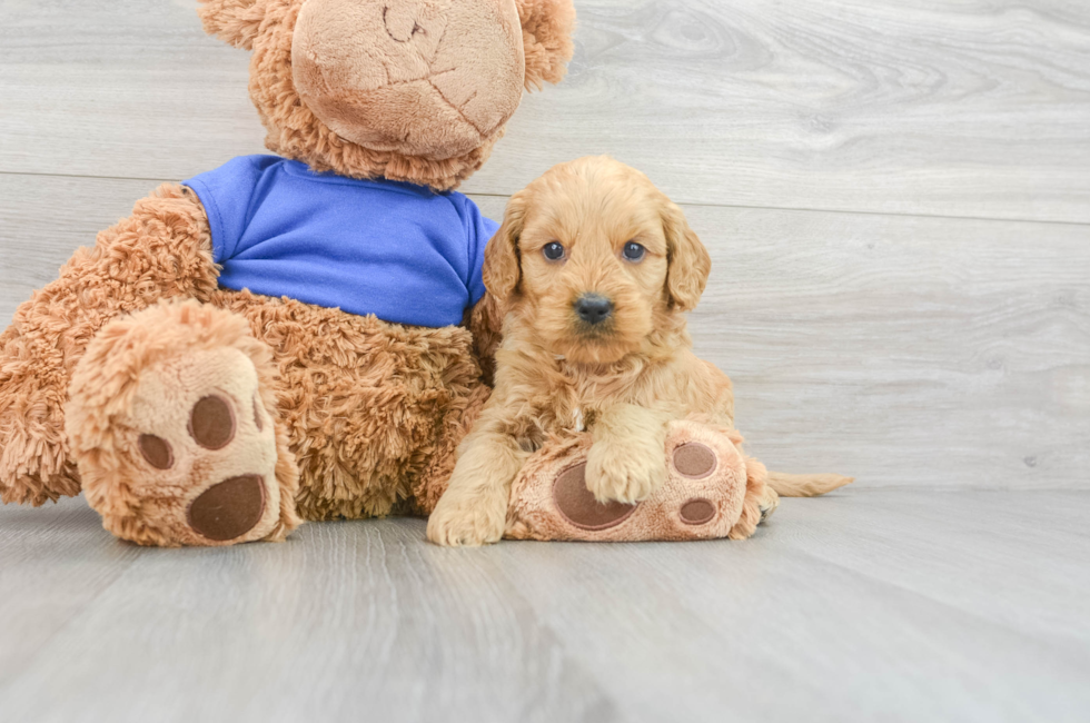 6 week old Mini Goldendoodle Puppy For Sale - Simply Southern Pups