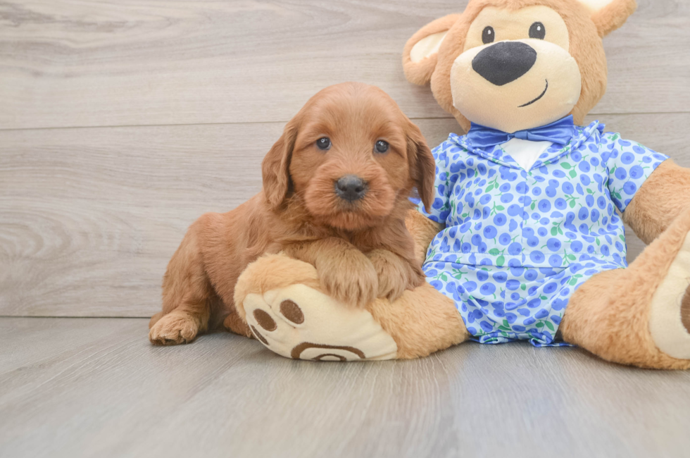 6 week old Mini Goldendoodle Puppy For Sale - Simply Southern Pups