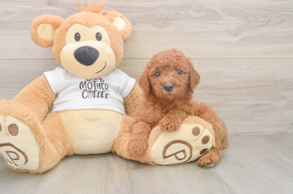 5 week old Mini Goldendoodle Puppy For Sale - Simply Southern Pups