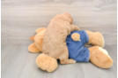 Friendly Mini Goldendoodle Baby