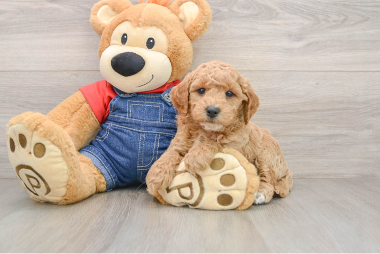 Energetic Golden Doodle Poodle Mix Puppy