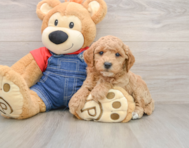 7 week old Mini Goldendoodle Puppy For Sale - Simply Southern Pups