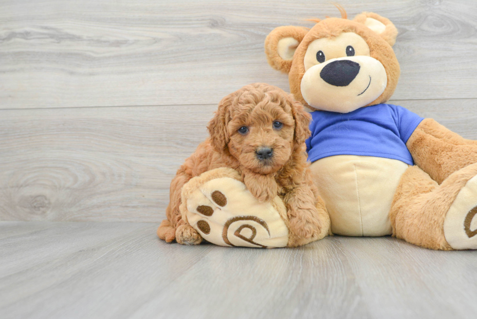 Hypoallergenic Golden Retriever Poodle Mix Puppy