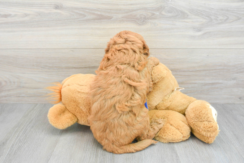 Mini Goldendoodle Puppy for Adoption