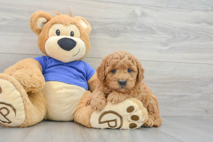 Mini Goldendoodle Pup Being Cute