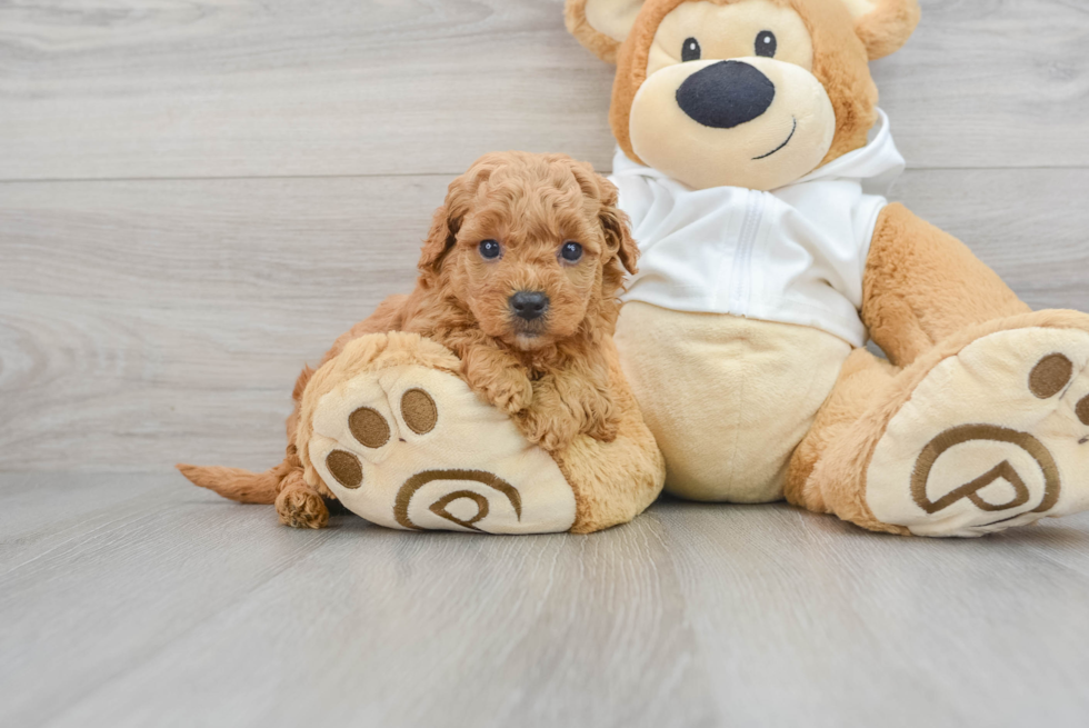 Best Mini Goldendoodle Baby