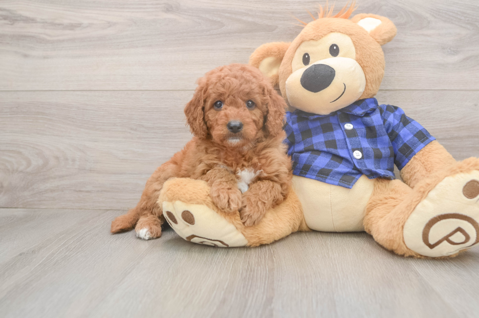 6 week old Mini Goldendoodle Puppy For Sale - Simply Southern Pups