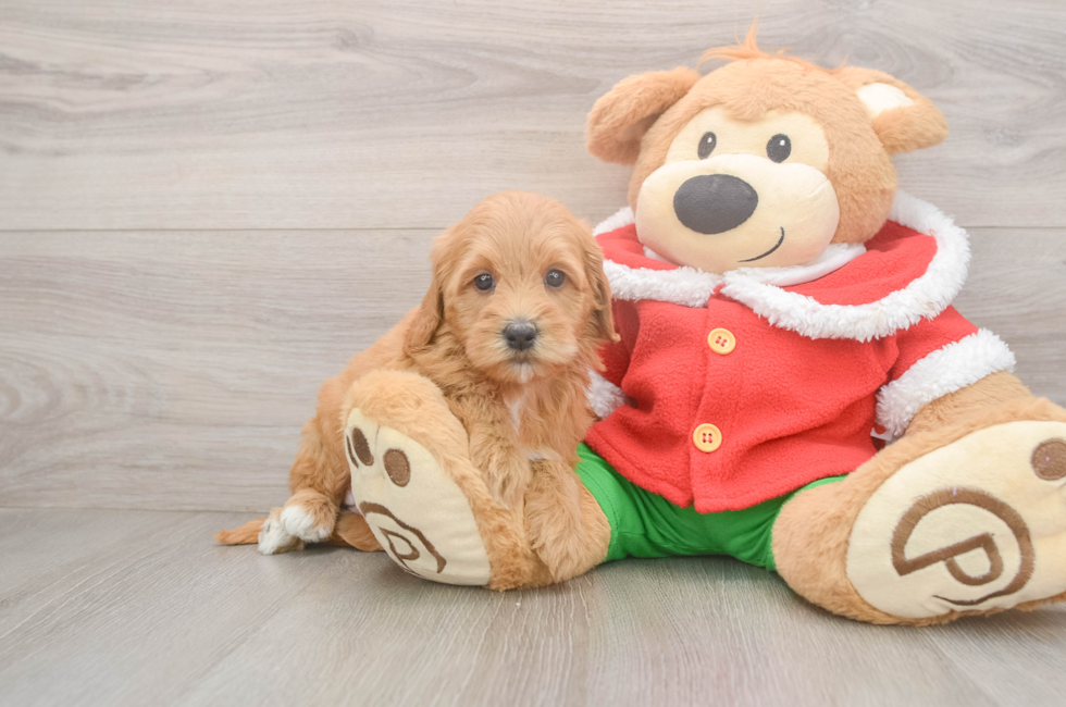5 week old Mini Goldendoodle Puppy For Sale - Simply Southern Pups