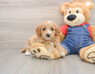 8 week old Mini Goldendoodle Puppy For Sale - Simply Southern Pups