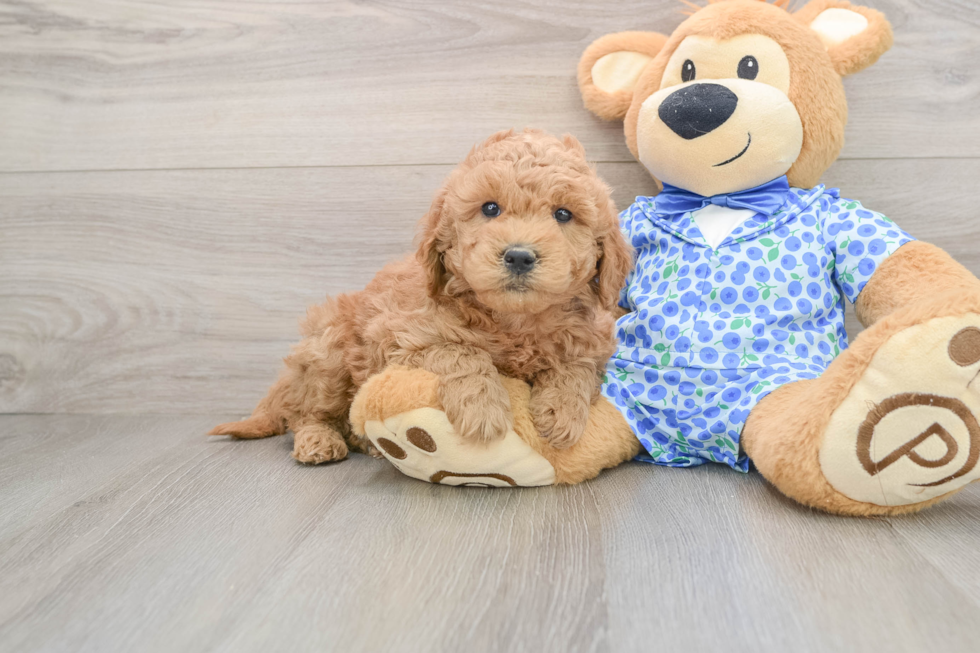 Best Mini Goldendoodle Baby
