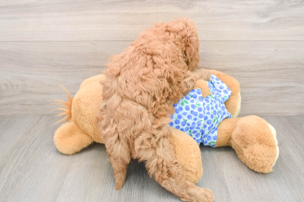 Smart Mini Goldendoodle Poodle Mix Pup