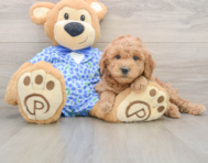 7 week old Mini Goldendoodle Puppy For Sale - Simply Southern Pups
