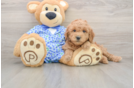 Happy Mini Goldendoodle Baby