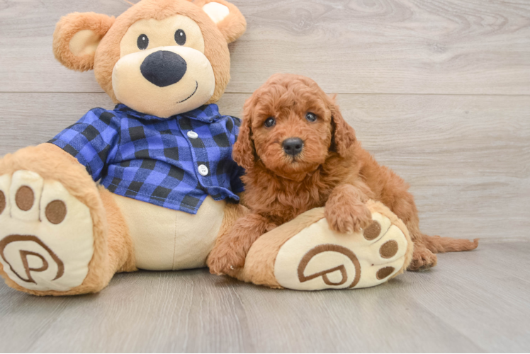 Playful Mini Groodle Poodle Mix Puppy