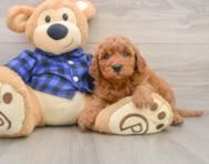 7 week old Mini Goldendoodle Puppy For Sale - Simply Southern Pups