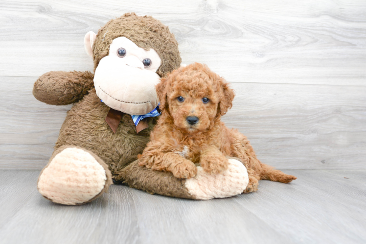 Cute Mini Goldendoodle Baby