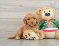 7 week old Mini Goldendoodle Puppy For Sale - Simply Southern Pups