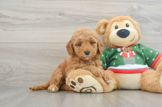 Mini Goldendoodle Pup Being Cute