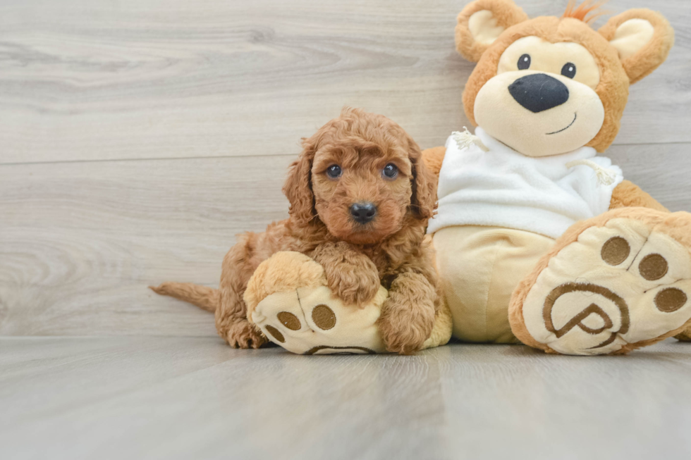 Playful Mini Groodle Poodle Mix Puppy