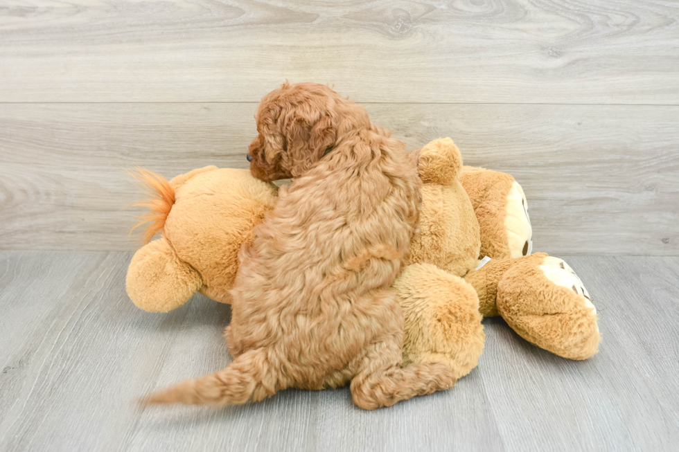 Mini Goldendoodle Pup Being Cute