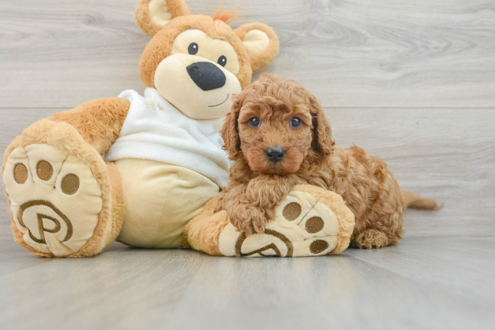 Smart Mini Goldendoodle Poodle Mix Pup