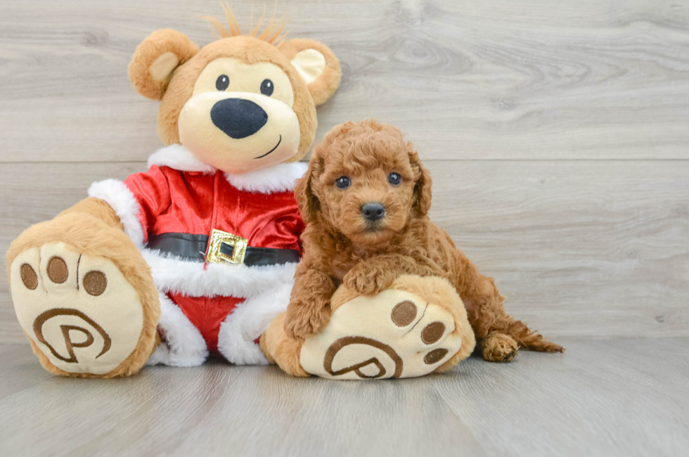 6 week old Mini Goldendoodle Puppy For Sale - Simply Southern Pups