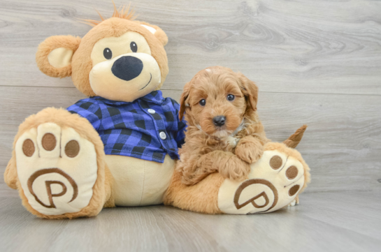 Playful Mini Groodle Poodle Mix Puppy