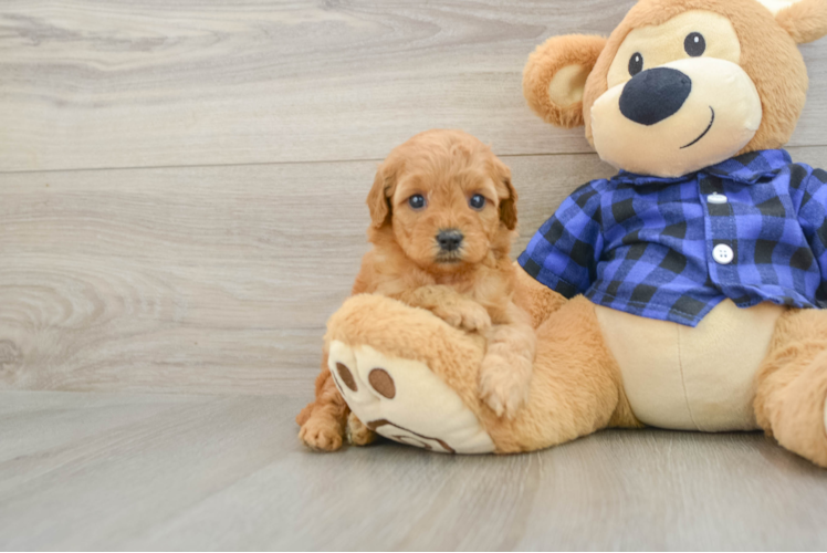 Mini Goldendoodle Pup Being Cute
