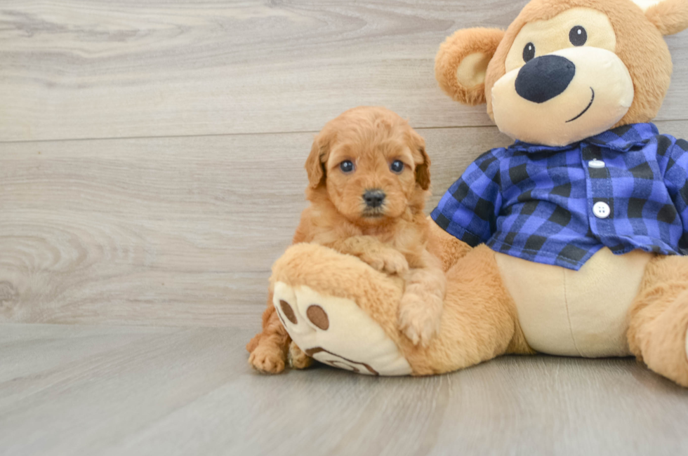 5 week old Mini Goldendoodle Puppy For Sale - Simply Southern Pups