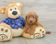 8 week old Mini Goldendoodle Puppy For Sale - Simply Southern Pups