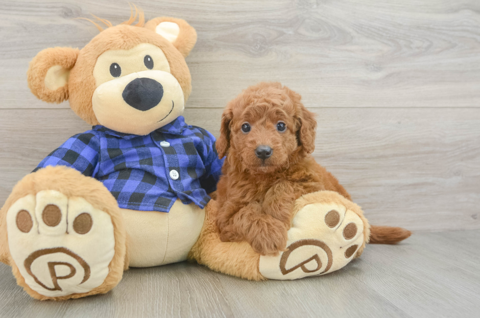 5 week old Mini Goldendoodle Puppy For Sale - Simply Southern Pups