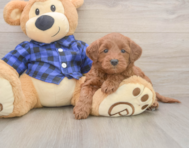 7 week old Mini Goldendoodle Puppy For Sale - Simply Southern Pups
