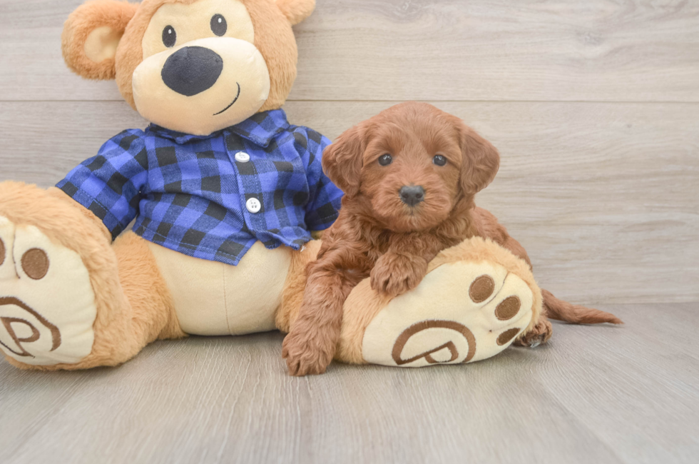 5 week old Mini Goldendoodle Puppy For Sale - Simply Southern Pups