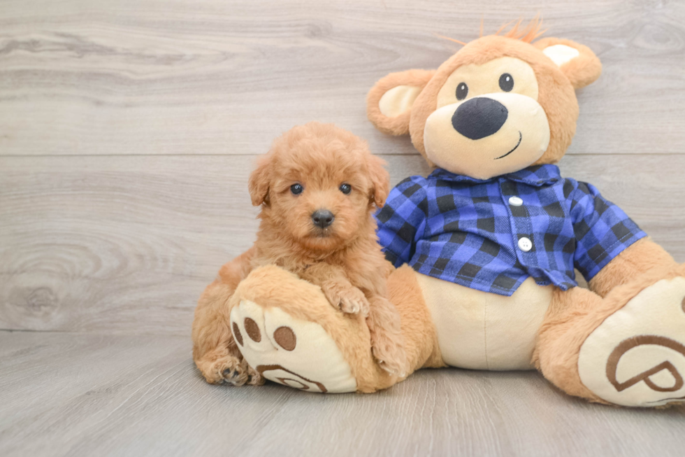 Best Mini Goldendoodle Baby
