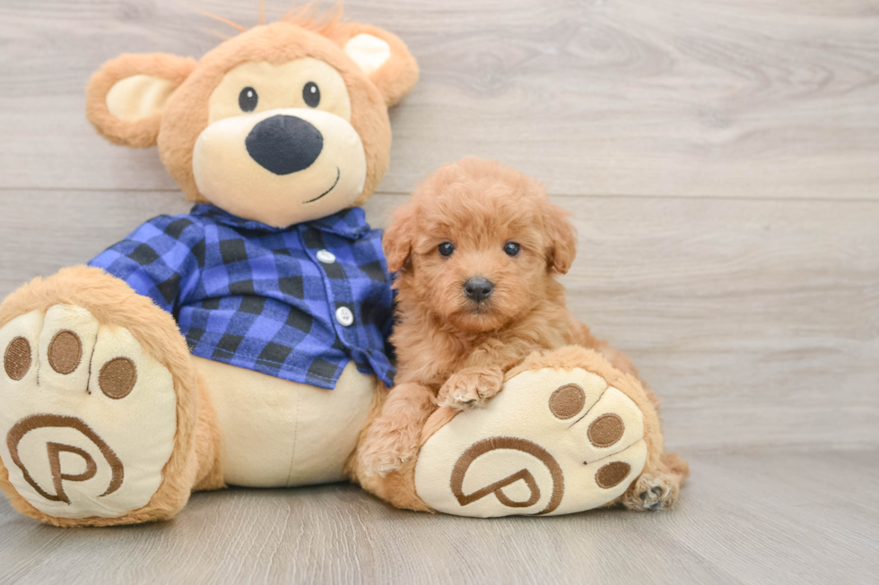 Best Mini Goldendoodle Baby