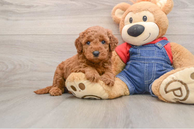 Little Mini Goldenpoo Poodle Mix Puppy